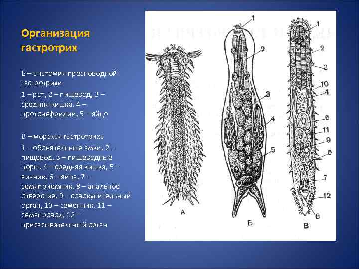 Организация гастротрих Б – анатомия пресноводной гастротрихи 1 – рот, 2 – пищевод, 3