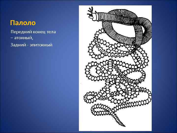 Палоло Передний конец тела – атокный, Задний - эпитокный 