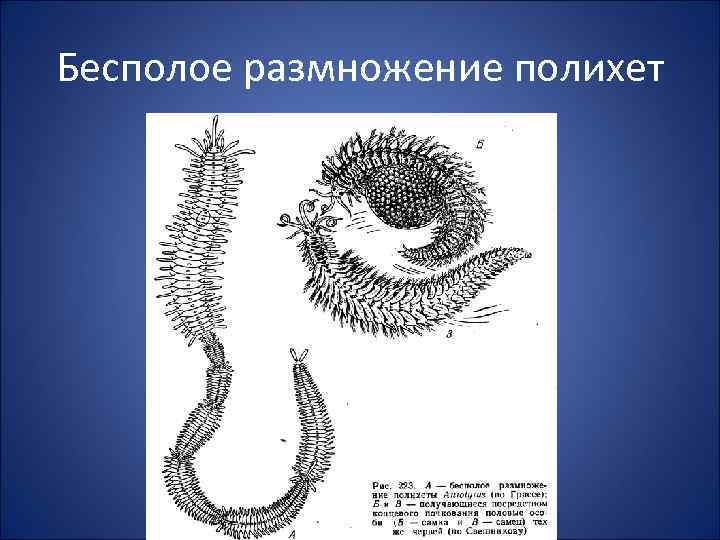 Бесполое размножение полихет 