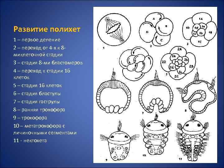 Развитие полихет 1 – первое деление 2 – переход от 4 -х к 8