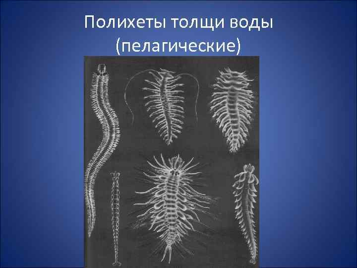 Полихеты толщи воды (пелагические) 