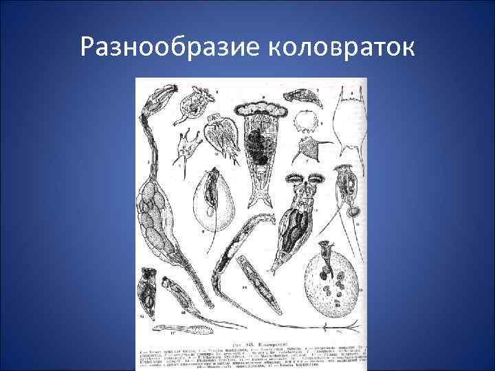 Разнообразие коловраток 