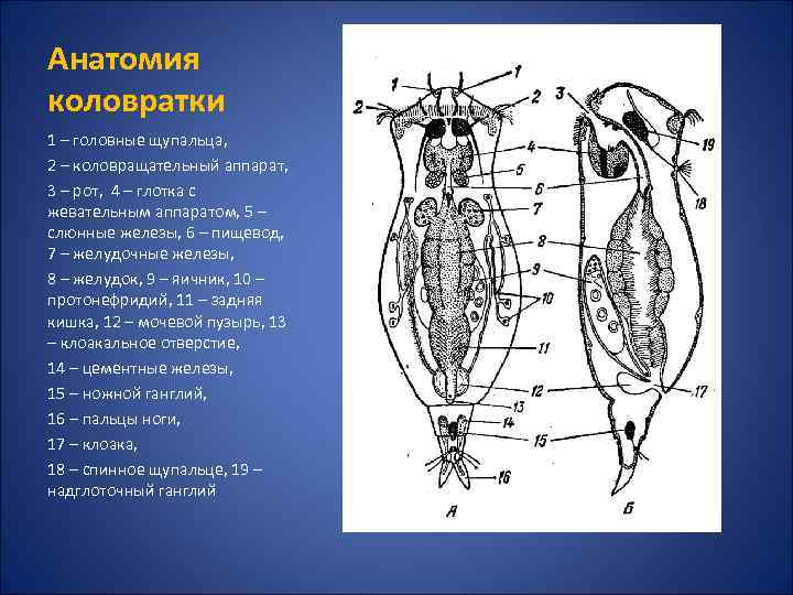 Анатомия коловратки 1 – головные щупальца, 2 – коловращательный аппарат, 3 – рот, 4