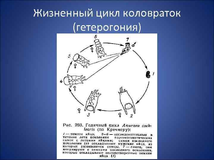 Жизненный цикл коловраток (гетерогония) 