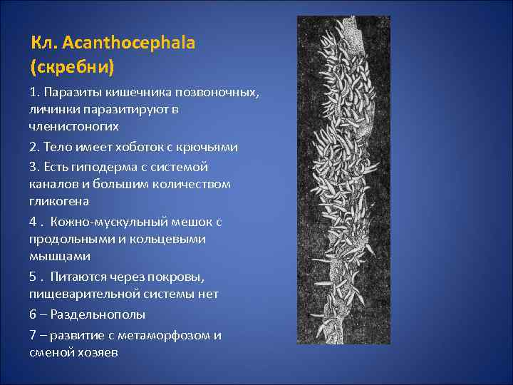Кл. Acanthocephala (скребни) 1. Паразиты кишечника позвоночных, личинки паразитируют в членистоногих 2. Тело имеет
