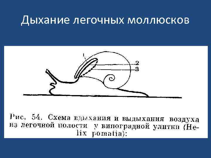 Дыхание легочных моллюсков 