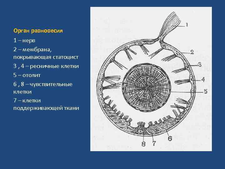 Орган равновесия 1 – нерв 2 – мембрана, покрывающая статоцист 3 , 4 –