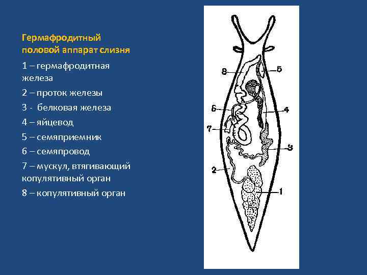 Гермафродитный половой аппарат слизня 1 – гермафродитная железа 2 – проток железы 3 -