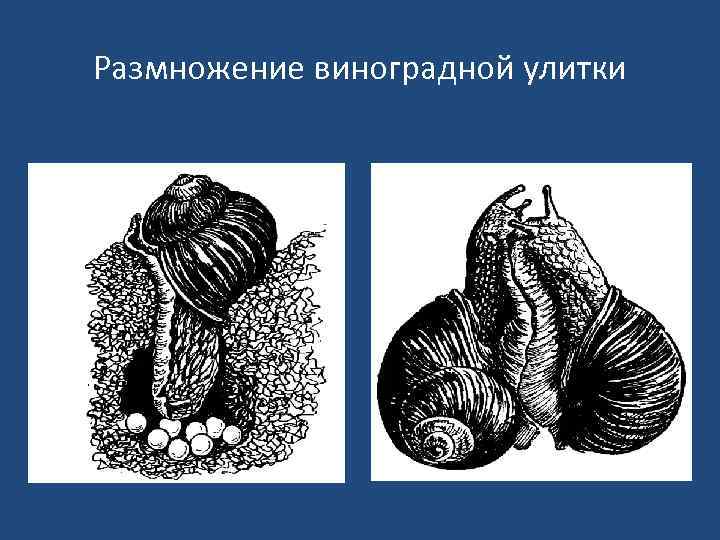 Размножение виноградной улитки 