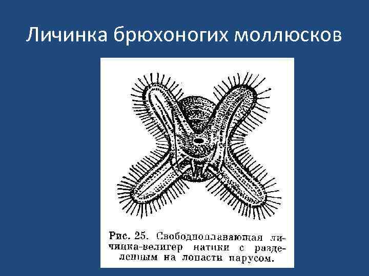 Личинка брюхоногих моллюсков 