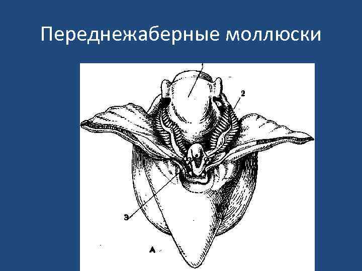 Переднежаберные моллюски 