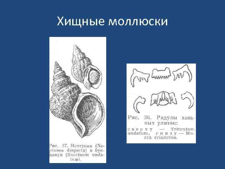 Хищные моллюски 