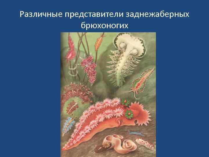 Различные представители заднежаберных брюхоногих 