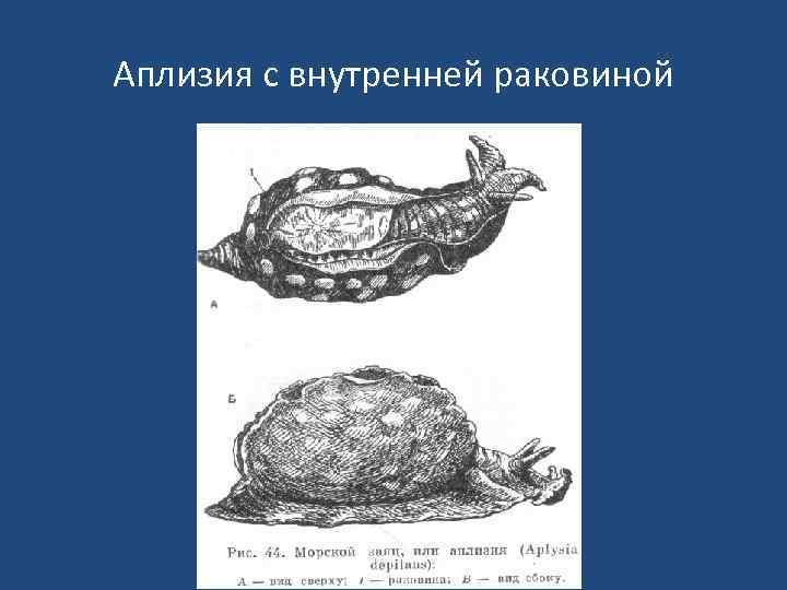 Аплизия с внутренней раковиной 