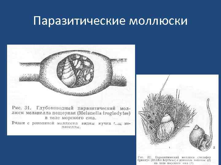Паразитические моллюски 