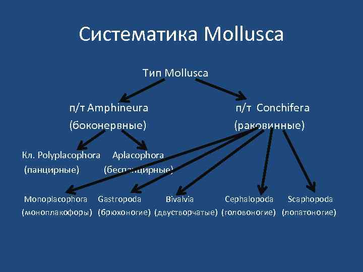Систематика Mollusca Тип Mollusca п/т Amphineura (боконервные) п/т Conchifera (раковинные) Кл. Polyplacophora Aplacophora (панцирные)