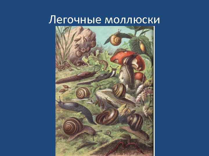 Легочные моллюски 