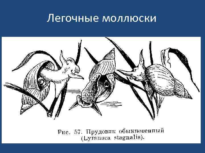 Легочные моллюски 