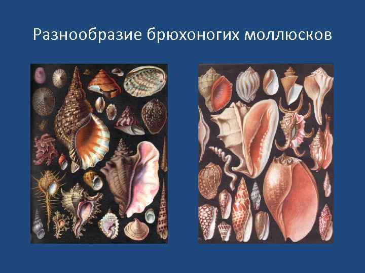 Разнообразие брюхоногих моллюсков 