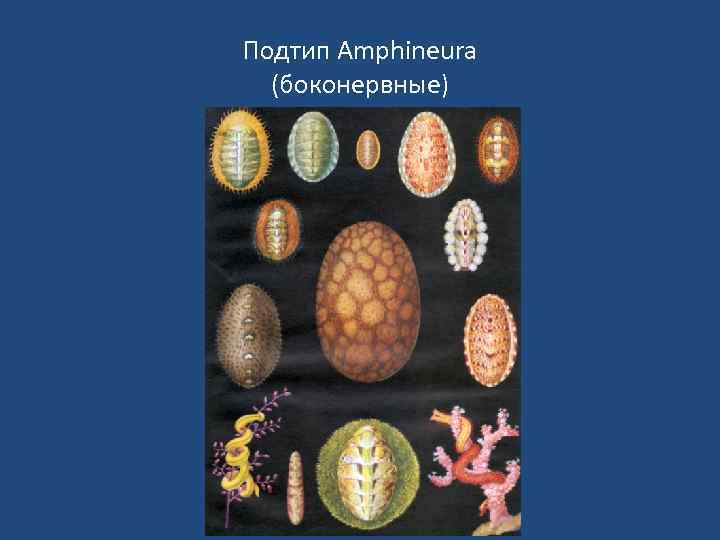 Подтип Amphineura (боконервные) 