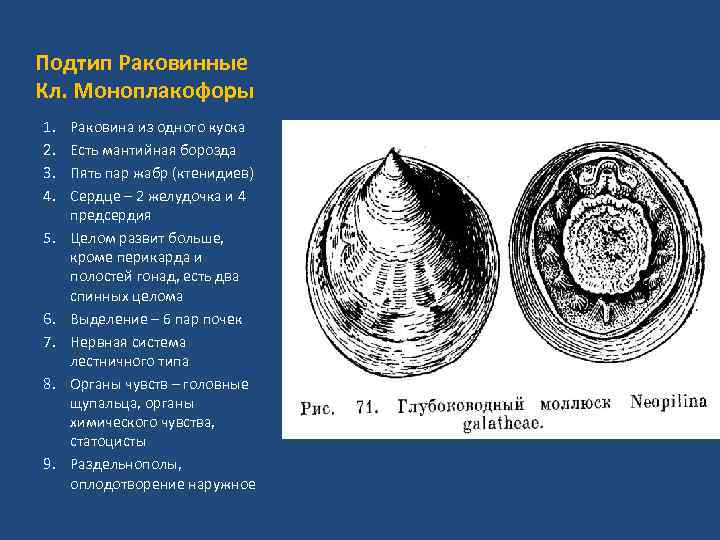 Подтип Раковинные Кл. Моноплакофоры 1. 2. 3. 4. 5. 6. 7. 8. 9. Раковина