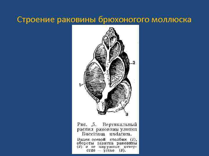 Строение раковины брюхоногого моллюска 