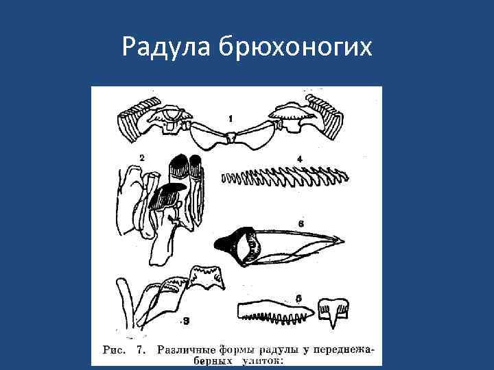 Радула брюхоногих 