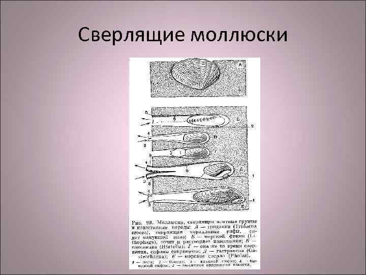 Сверлящие моллюски 