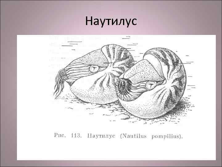 Наутилус 