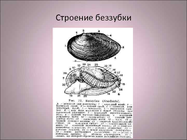 Схема внутреннего строения беззубки