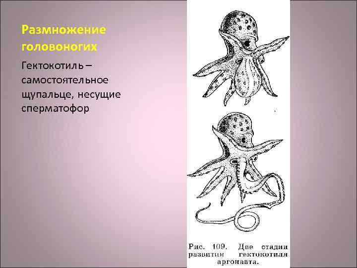 Головоног рисунок возраст