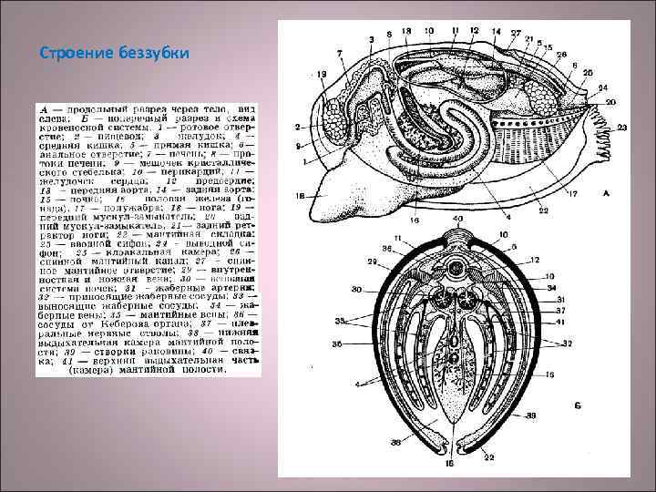 Внутреннее строение беззубки рисунок