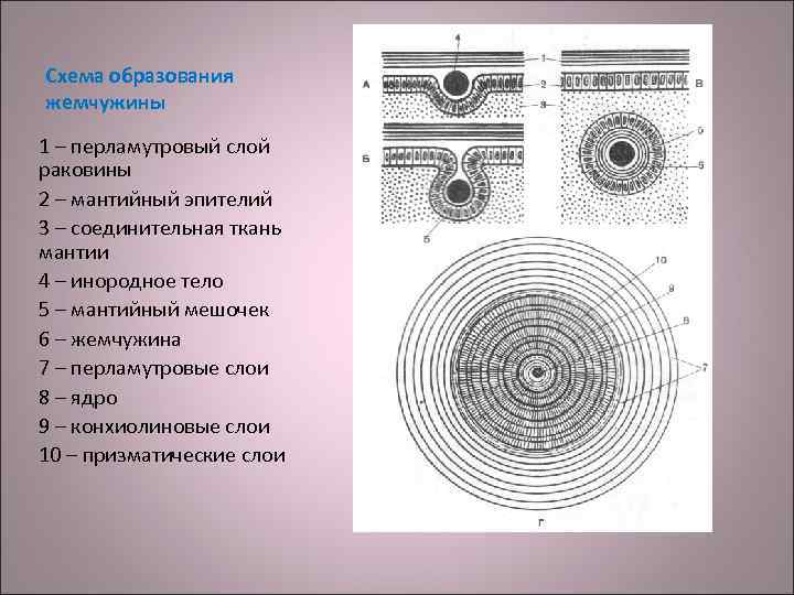 Схема образования жемчужины 1 – перламутровый слой раковины 2 – мантийный эпителий 3 –