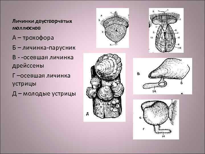 Личинки двустворчатых моллюсков А – трохофора Б – личинка-парусник В - -осевшая личинка дрейссены