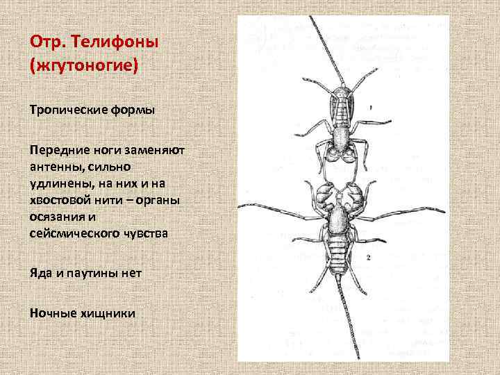 Отр. Телифоны (жгутоногие) Тропические формы Передние ноги заменяют антенны, сильно удлинены, на них и