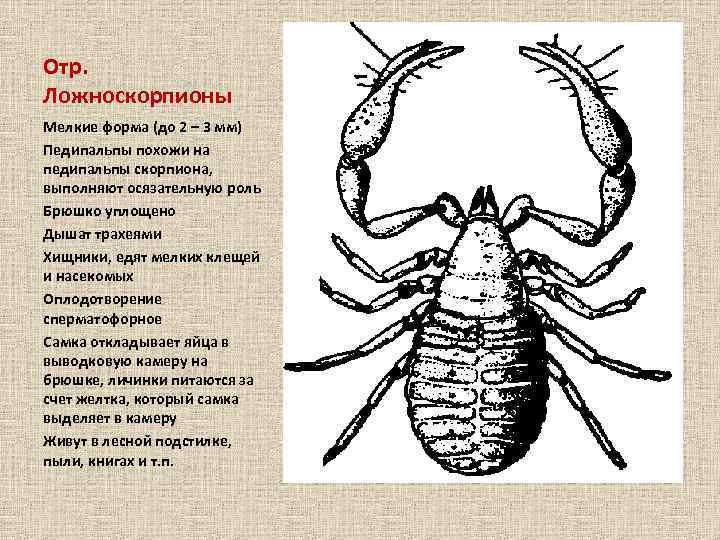 Отр. Ложноскорпионы Мелкие форма (до 2 – 3 мм) Педипальпы похожи на педипальпы скорпиона,