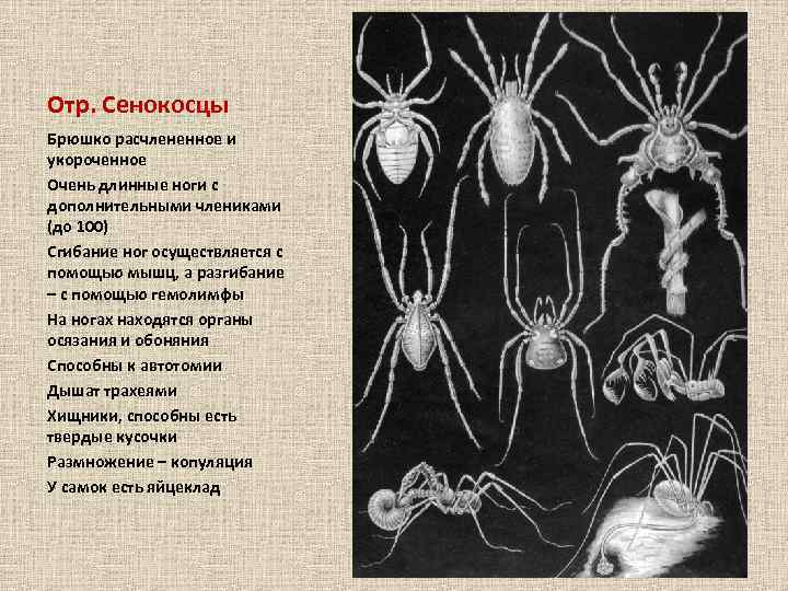 Отр. Сенокосцы Брюшко расчлененное и укороченное Очень длинные ноги с дополнительными члениками (до 100)