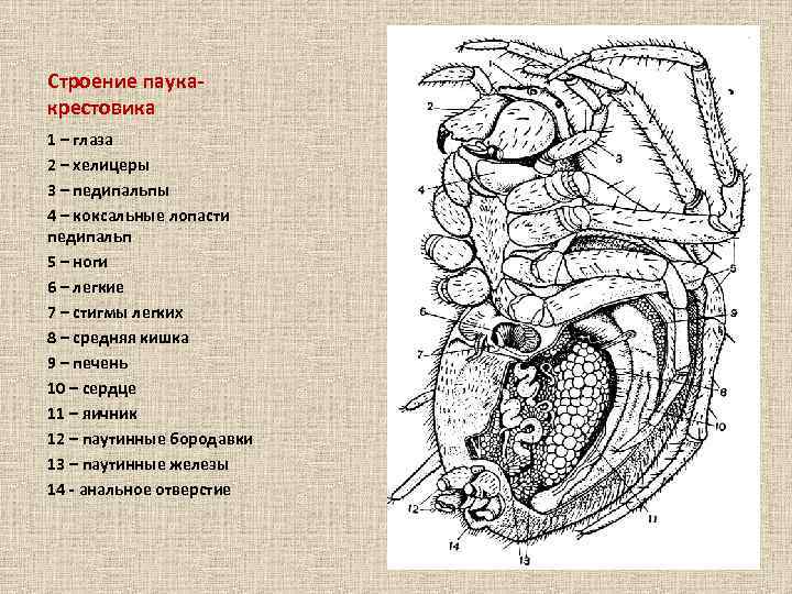 Строение паукакрестовика 1 – глаза 2 – хелицеры 3 – педипальпы 4 – коксальные