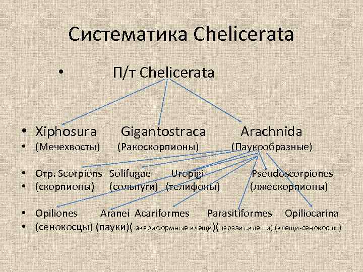 Систематика Chelicerata • П/т Chelicerata • Xiphosura Gigantostraca • (Мечехвосты) (Ракоскорпионы) • Отр. Scorpions