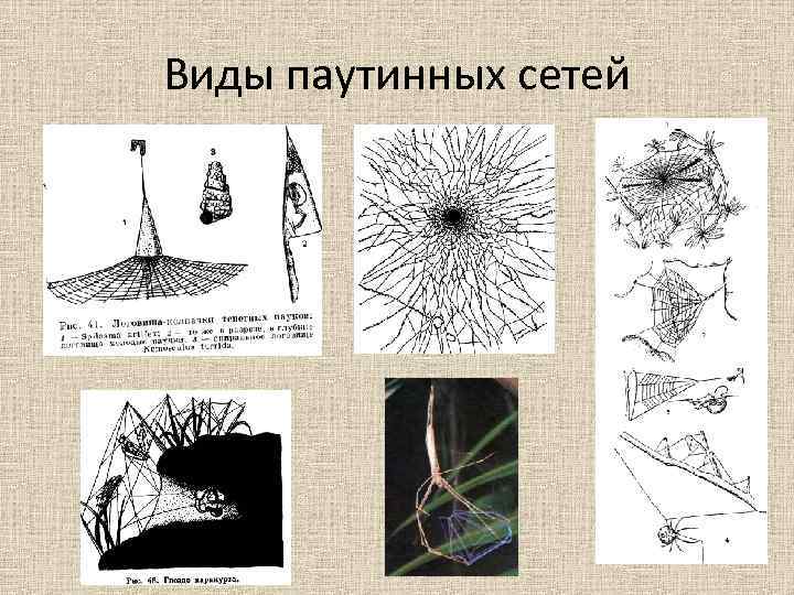 Виды паутинных сетей 