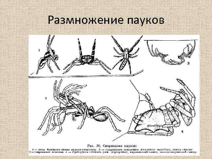 Размножение пауков 