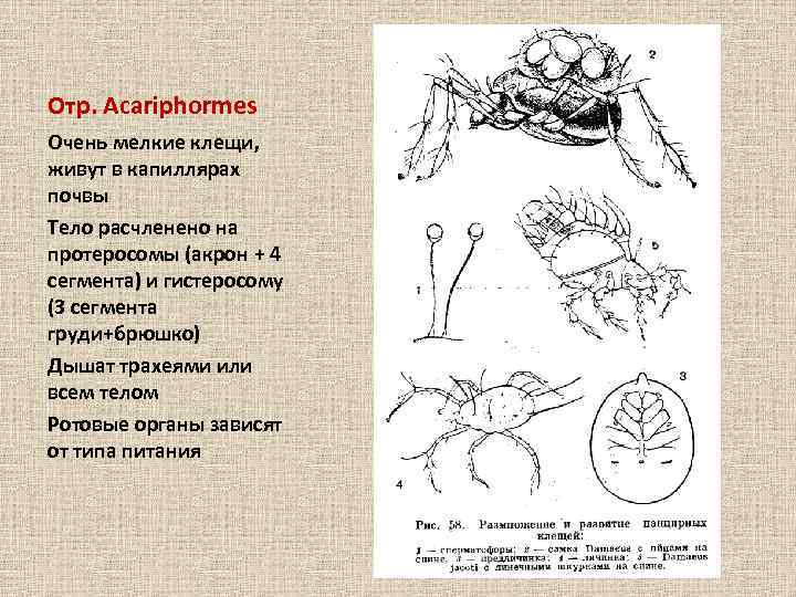 Отр. Acariphormes Очень мелкие клещи, живут в капиллярах почвы Тело расчленено на протеросомы (акрон