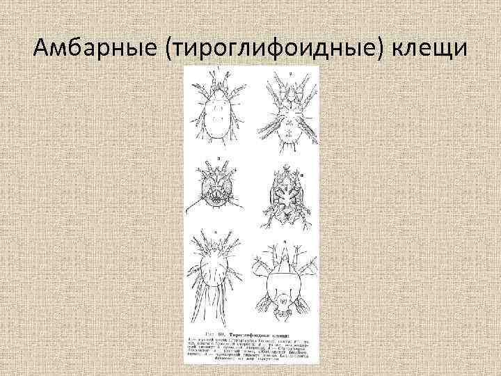 Амбарные (тироглифоидные) клещи 