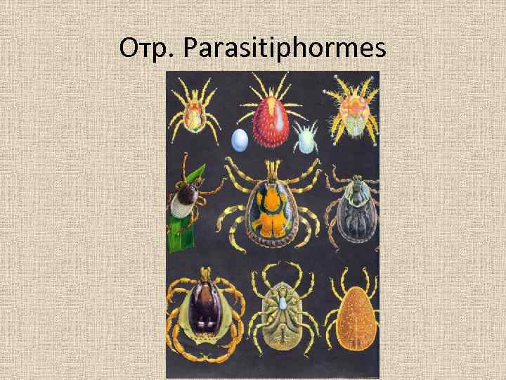 Отр. Parasitiphormes 