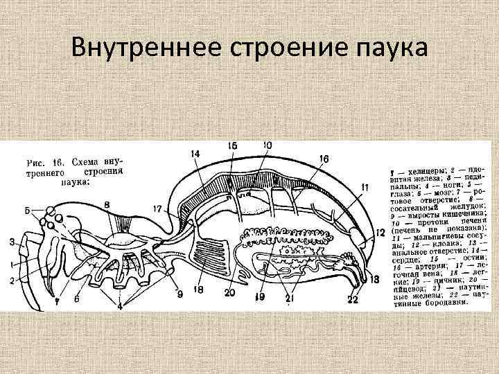 Внутреннее строение паука 