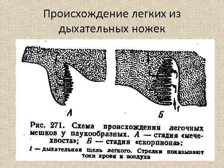 Происхождение легких из дыхательных ножек 