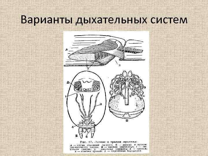 Варианты дыхательных систем 