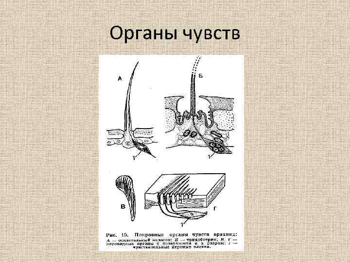 Органы чувств 