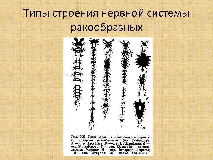 Типы строения нервной системы ракообразных 