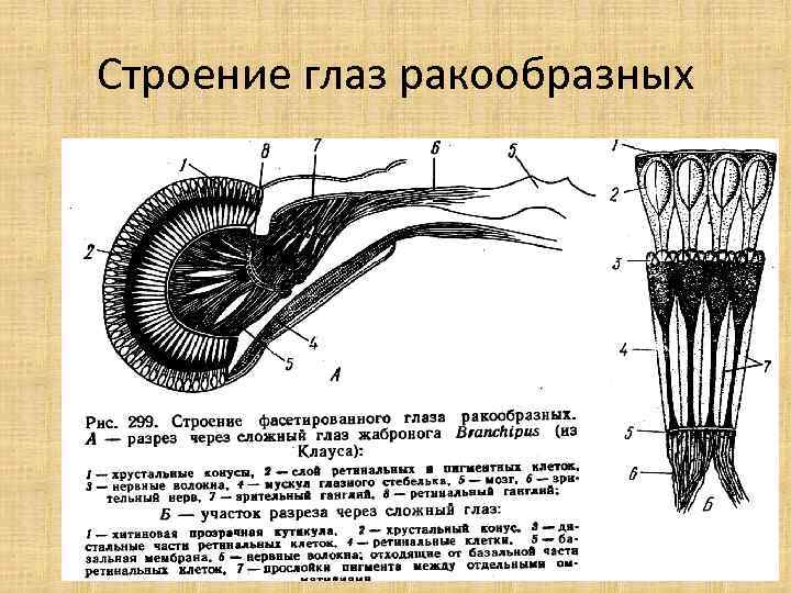 Схема строения ракообразных